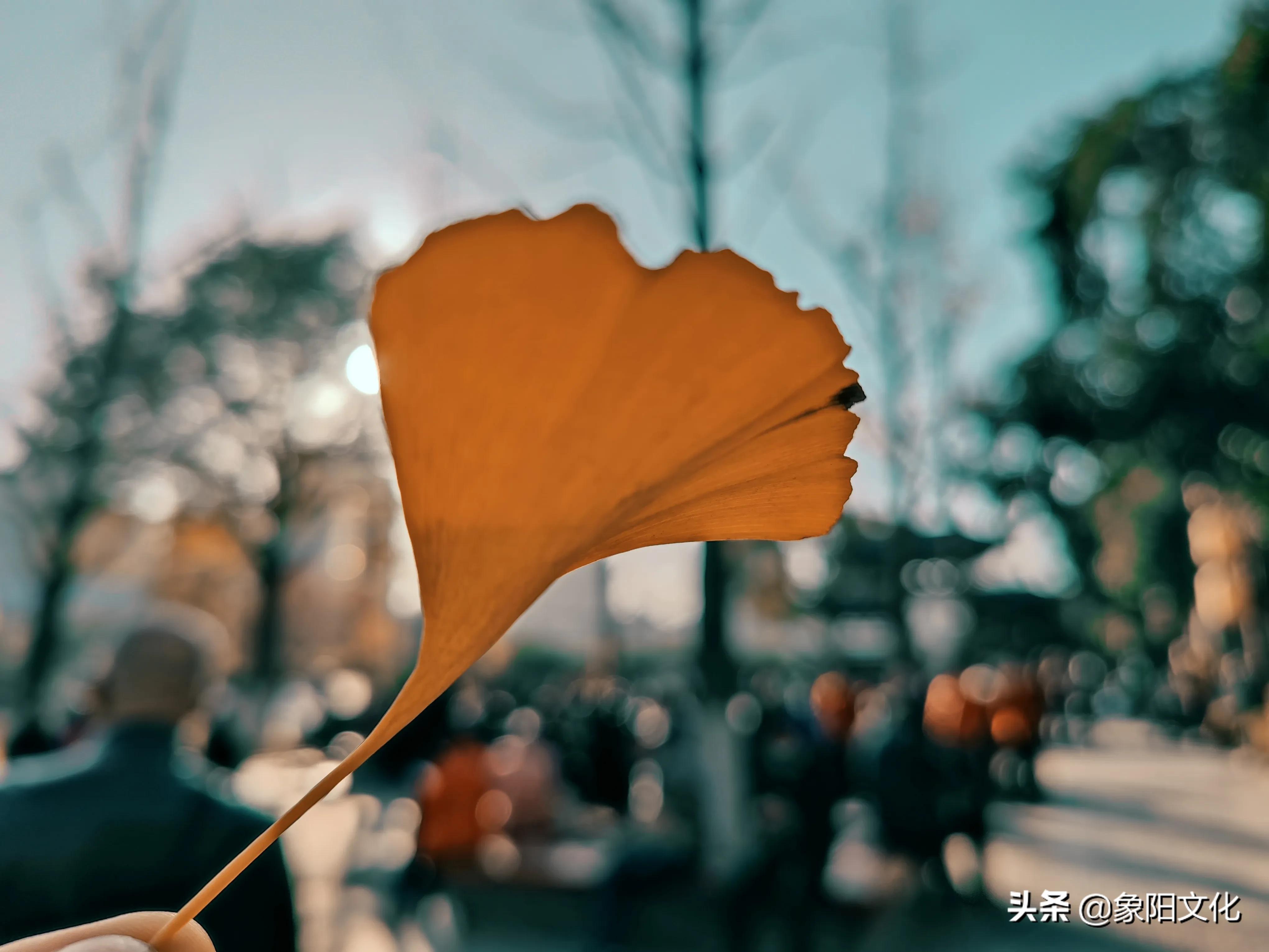 诗词/摄影欣赏：《冬日暖阳》《送郎上战场》