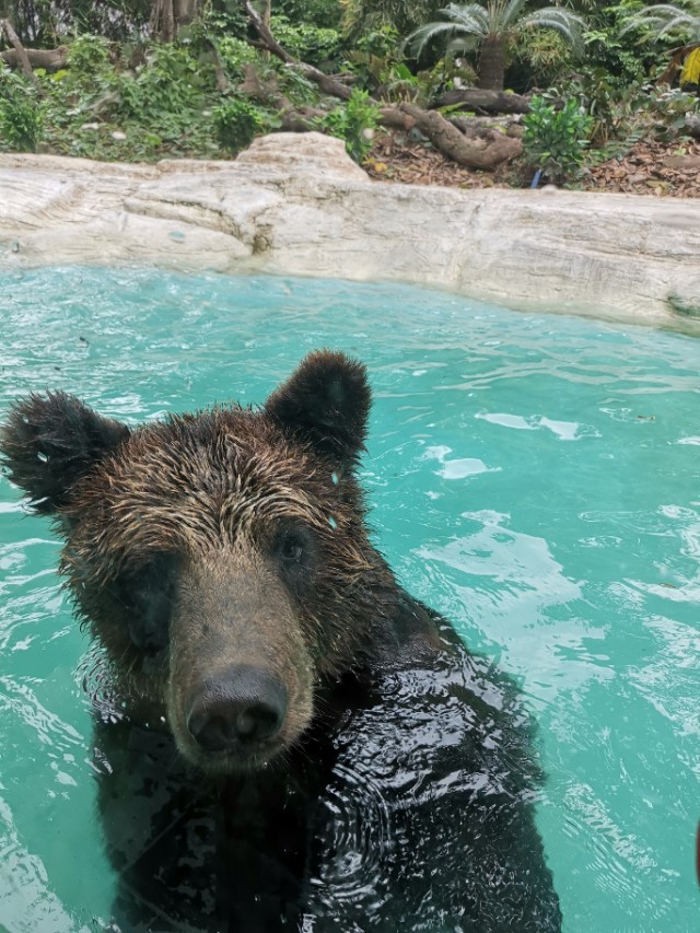 长隆野生动物园值不值得去玩,广州长隆野生动物园在哪里