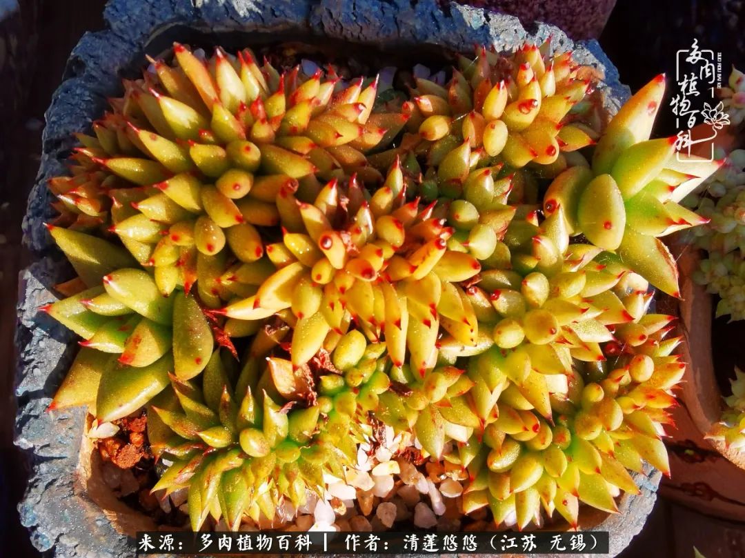 可爱多肉的露脸照,多肉大合照视频