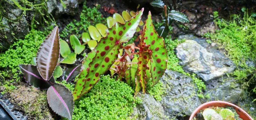 94种常见唯美观叶植物,会开花的绿色硬叶植物