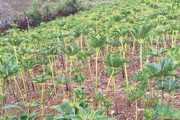重楼种植价格表,种植重楼怎么才能买到好苗