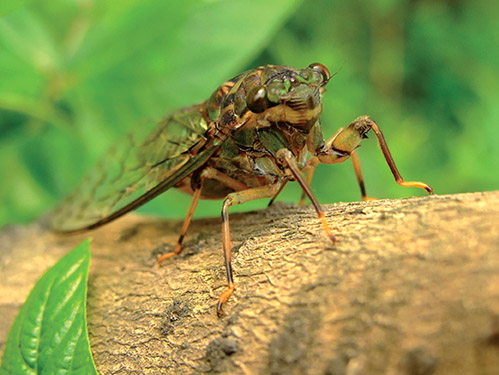 动物世界中最小的昆虫,动物世界最奇特的鸟