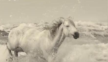 白龙马惨死最后怎么解决的,白龙马惨死事件