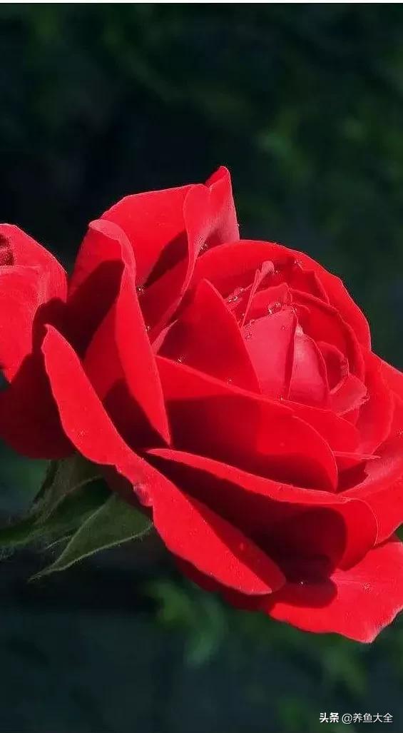 一至十二月的花期,12月到2月份的花期