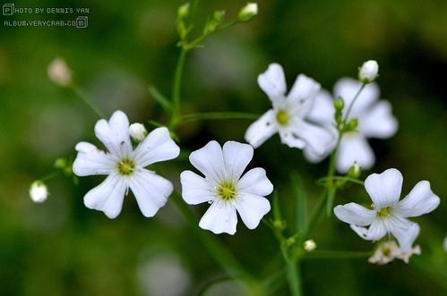 缕丝花,可不要错以为这是满天星哦