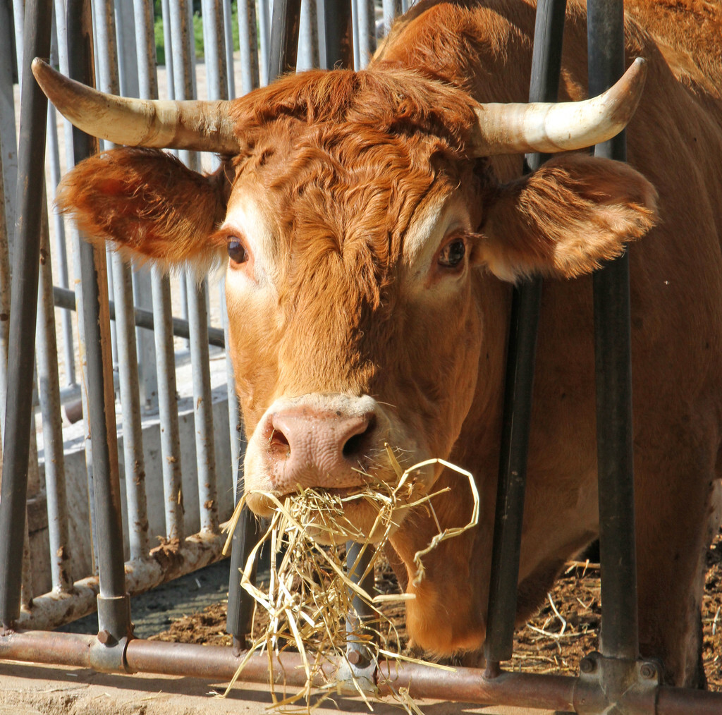 养牛给牛吃什么长肉快成本又低,牛光吃不长肉毛色不顺怎么办