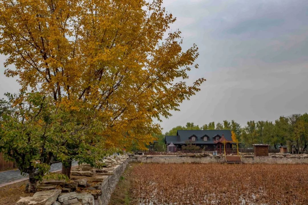稻香湖秋天,海淀稻香