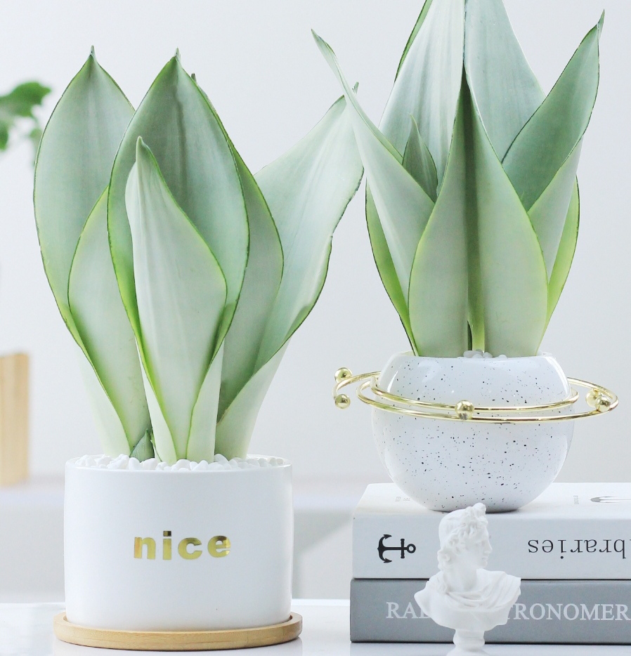 100种绿植大全,50种盆栽绿植花卉大全