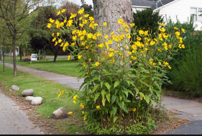 这种不结瓜子的“向日葵”，是多少人的童年回忆