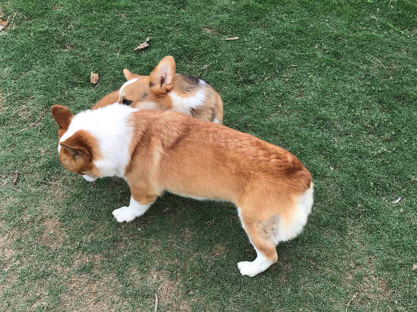 寄养狗狗的场所会丢失狗狗吗,寄养狗狗狗狗会伤心吗