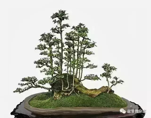 盆景大师的独到眼光,盆景技艺