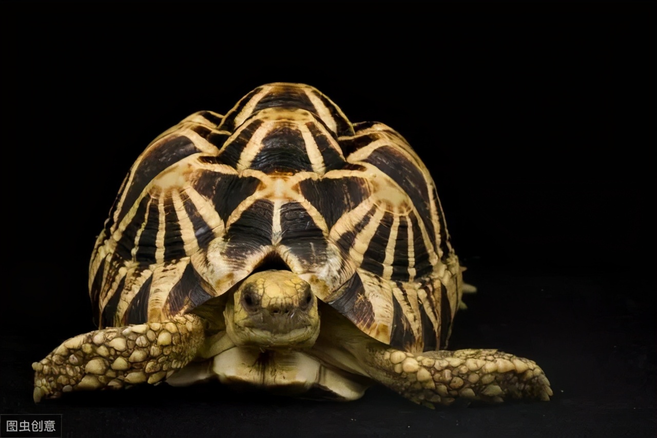 龟类大百科,大眼睛龟类