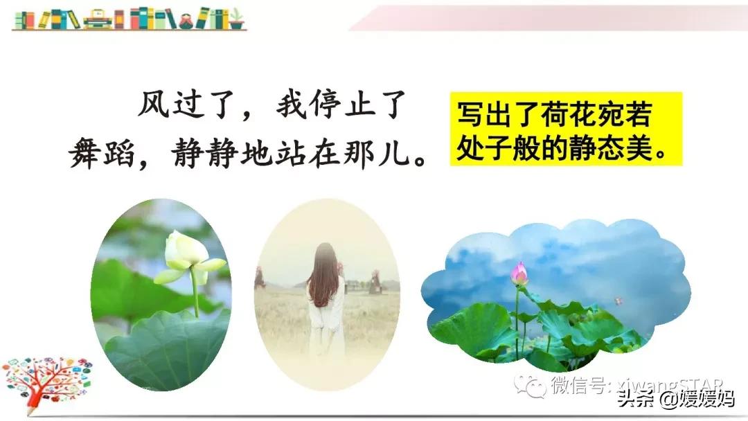 三年级下册荷花ppt课件部编版,三年级下册语文第三课荷花小练笔