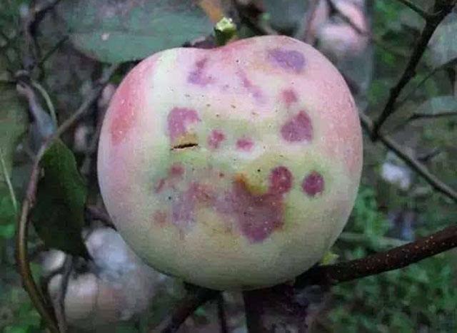 苹果小卷蛾用什么杀虫剂,苹果树卷叶病用什么药