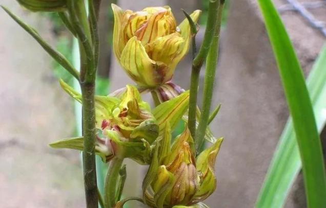 什么兰既好养开花又香,最好养的兰花四季兰介绍