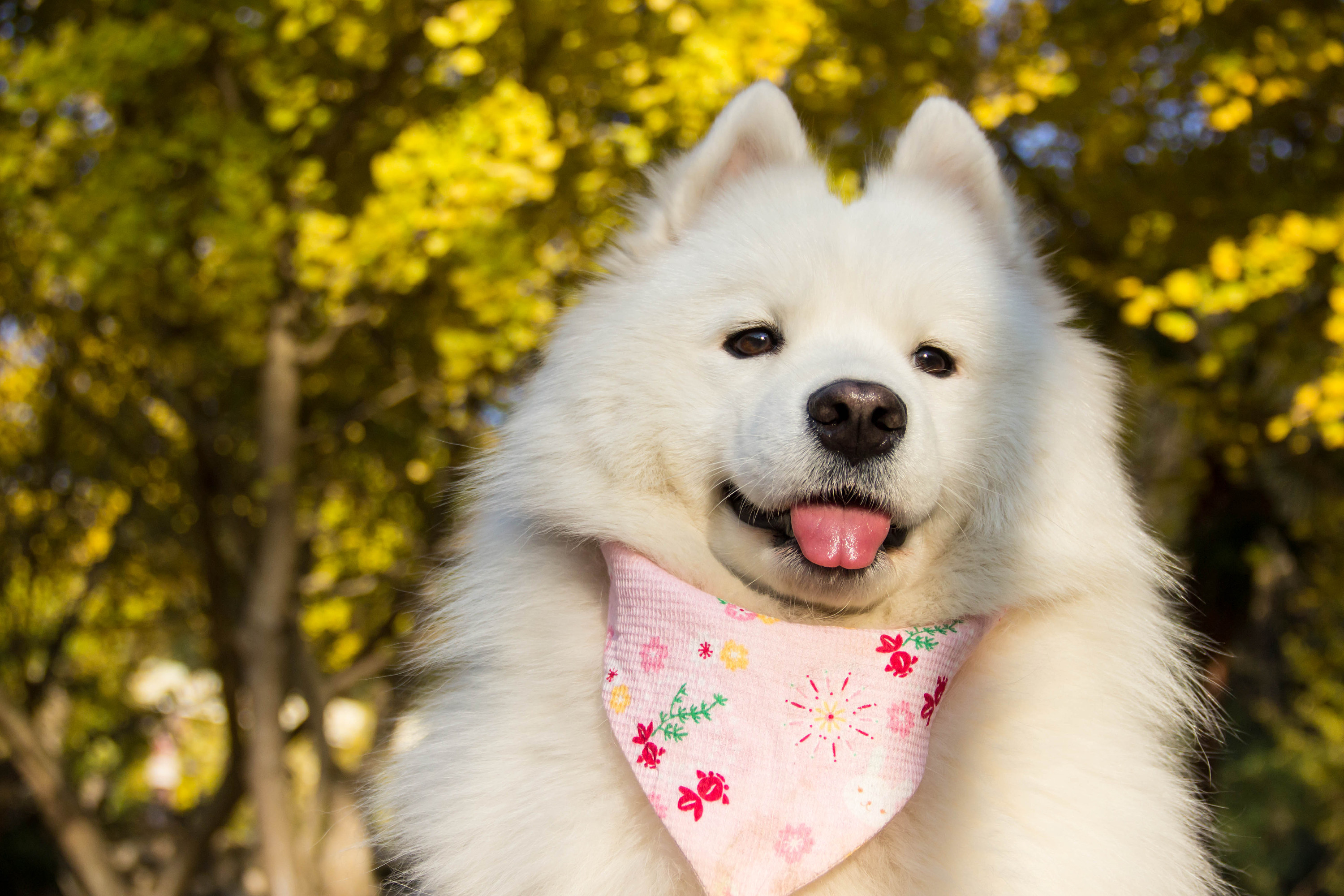 萨摩耶不挑食喂面条可以吗,萨摩耶挑食不吃狗粮还抽搐
