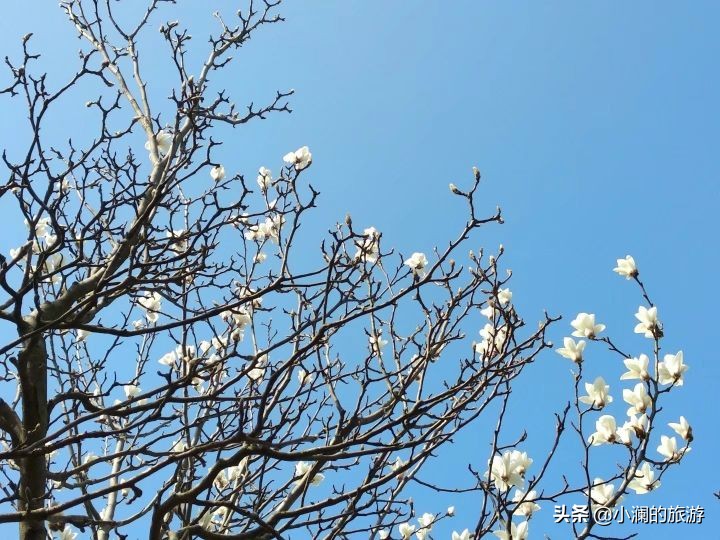 最大的上海森林公园,在上海郊区一座低调的森林公园