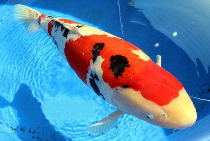 新手入门养锦鲤如何防止生病,新手养锦鲤需要注意什么