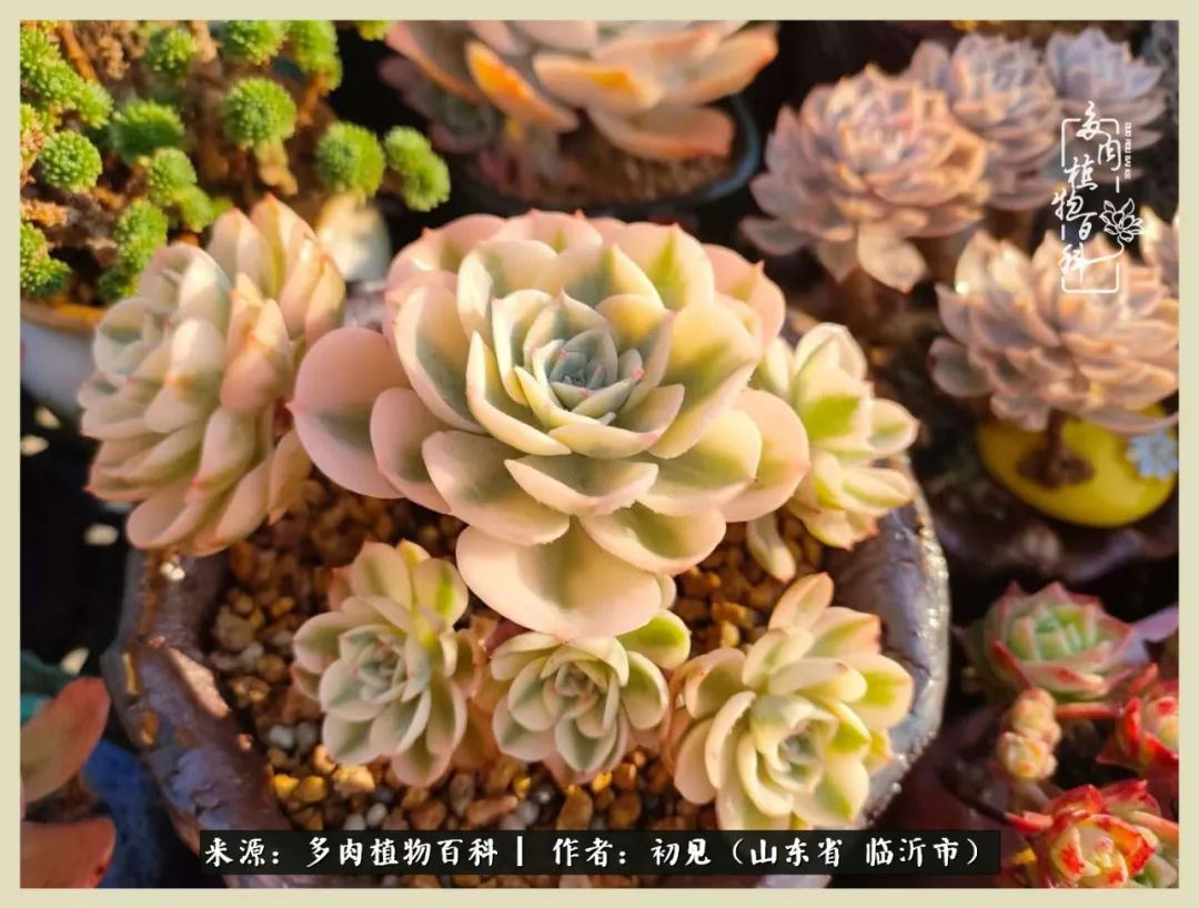 和多肉植物相伴,和多肉相处的心情