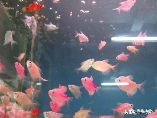 适合裸缸养的中小型热带观赏鱼,水草缸小型热带鱼