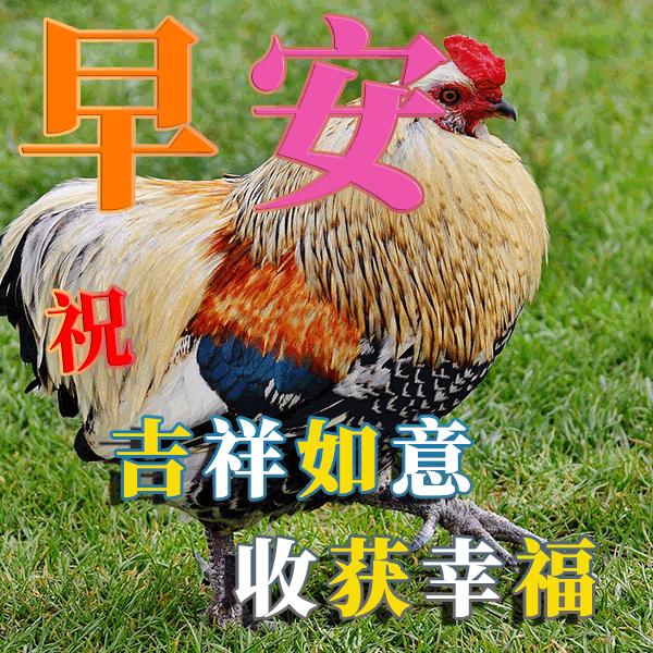 清晨问候早安的祝福语动态图,周一早安祝福语图片大全