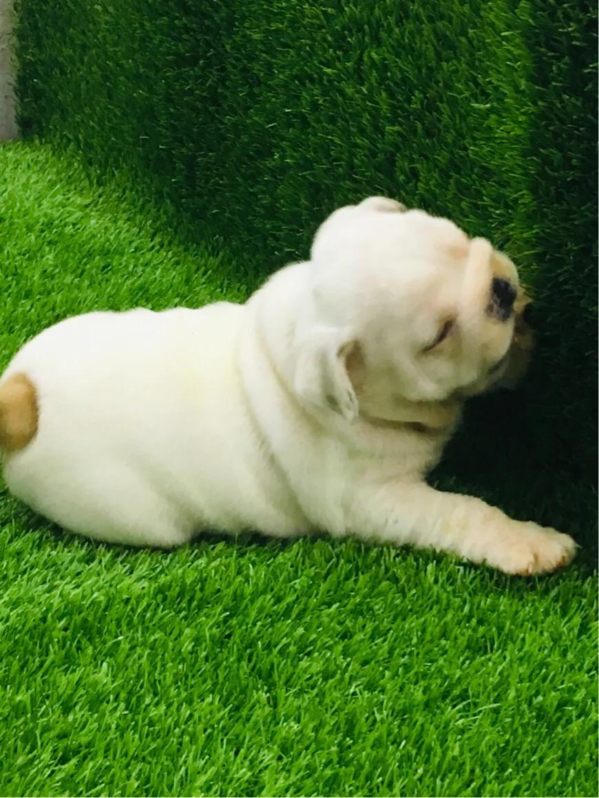 狗狗不定点排便怎么办,如何训练狗狗拉屎