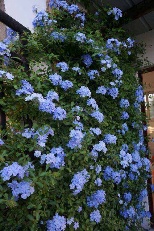 阳台养蓝雪花棒棒糖,阳台养绣球花爆盆