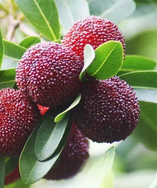 为什么去潮汕旅游很少去揭阳,潮阳旅游好推荐