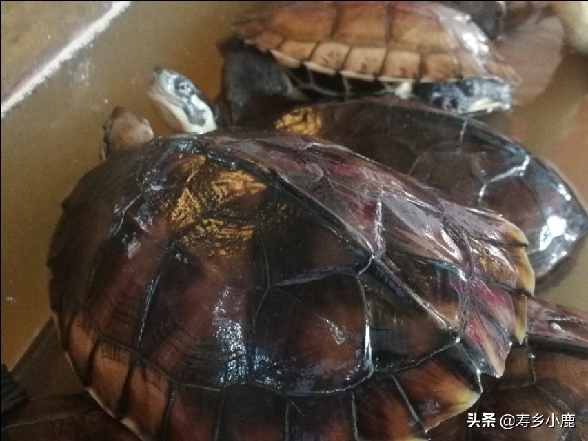 新手黄喉拟水龟,黄喉拟水龟新手