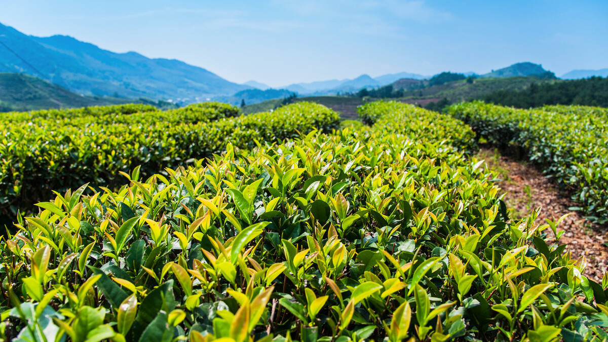 在谷雨诗词中留住最后一抹春色,唯美谷雨古诗词