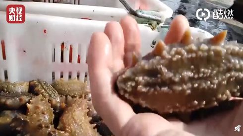 海水缸养海参,鱼缸养海参正确方法