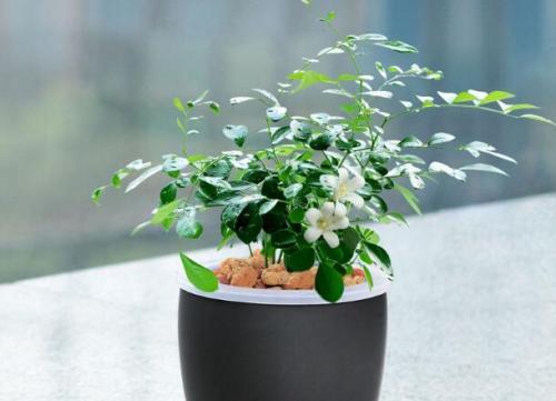 养一盆九里香能满屋飘香吗,如何养好九里香树