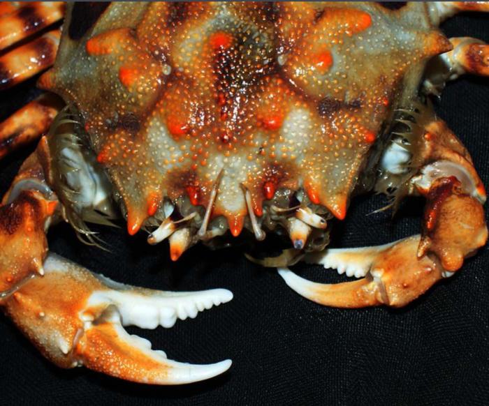 东港最全海鲜,东港海鲜攻略