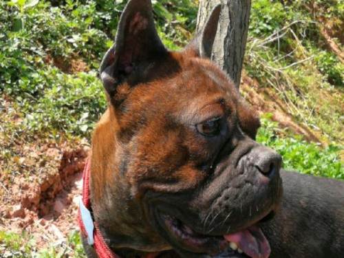 中国本土猎犬犬种有哪些,川东猎犬杂交广西猎犬