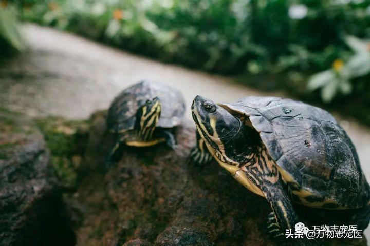 乌龟的壳碎了还能恢复吗,乌龟的壳边缘破了一点点会不会死