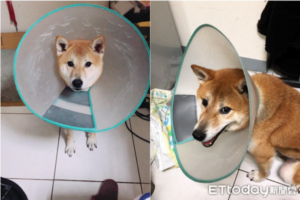 汪等待健检皮皮挫！　她养柴6年才知毛孩牙结石