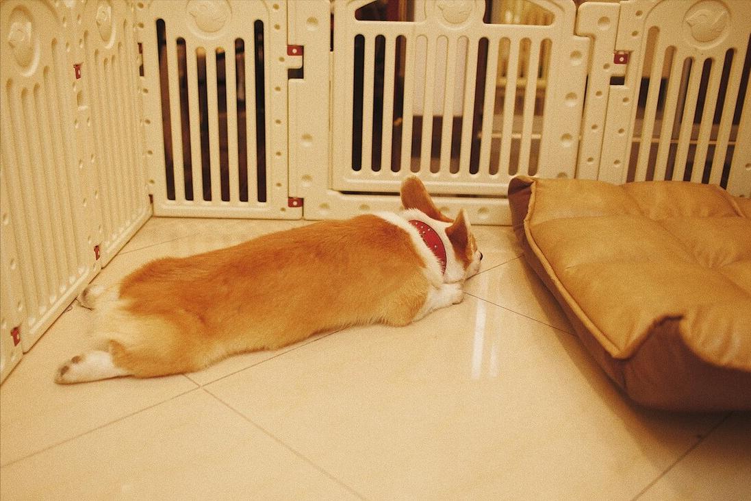 柯基幼犬第一天到家注意什么,饲养柯基6大禁忌你做过几个