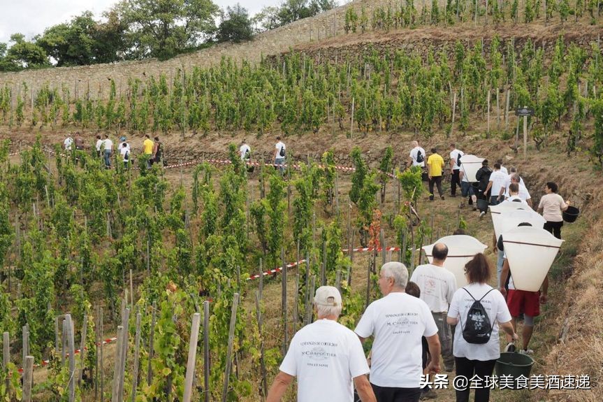 法国葡萄园工人收入,在法国葡萄酒厂打工赚钱吗