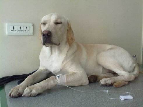 狗狗生病了作为主人该怎么应对,狗狗突然生病主人大哭