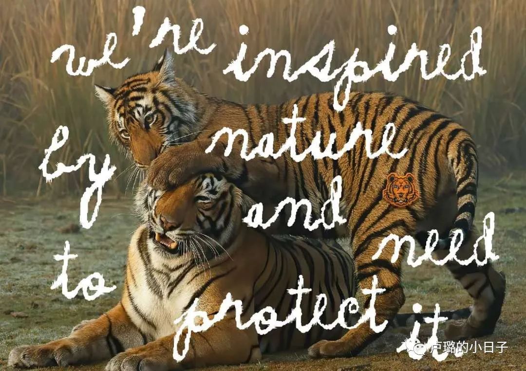 kenzo为什么有名,kenzo十大经典