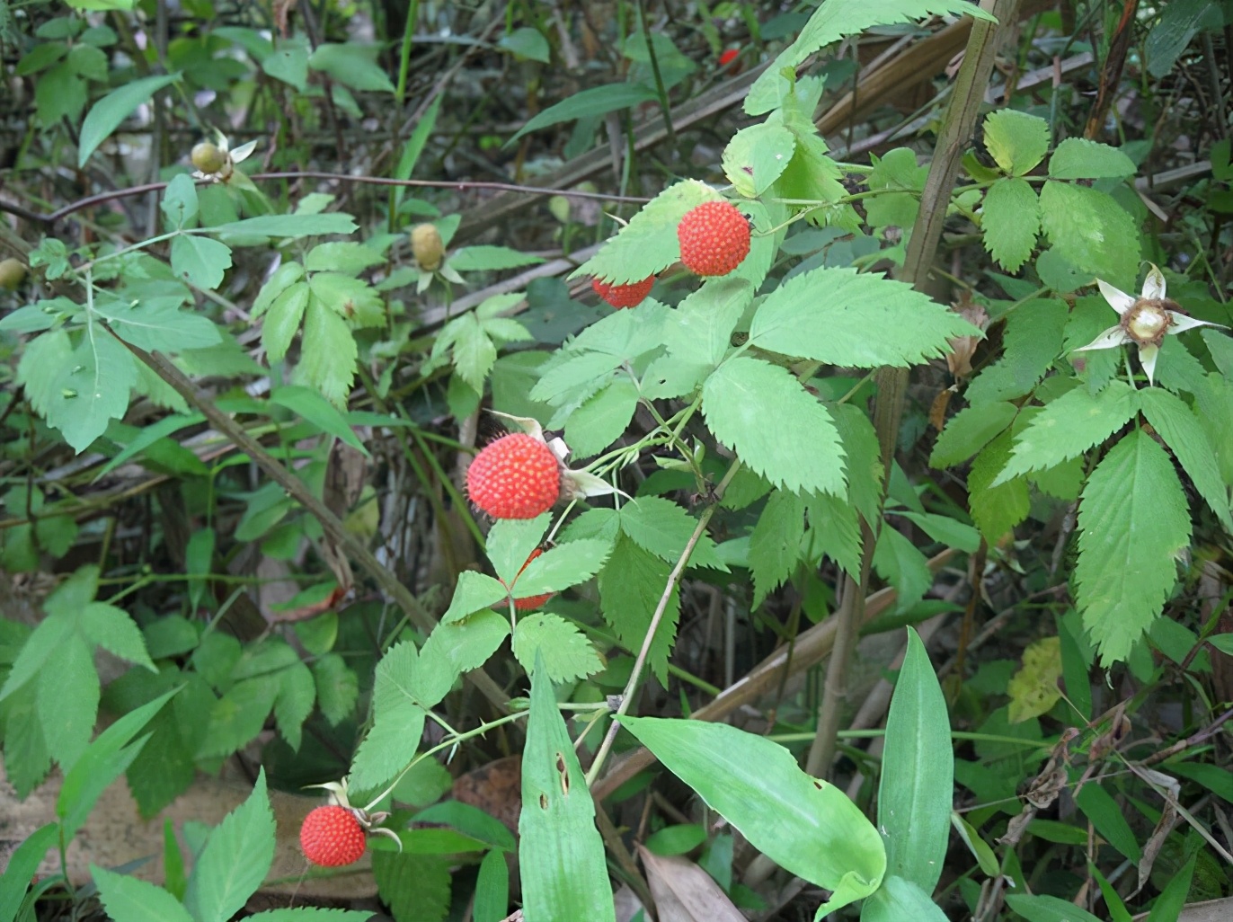 百种果子简介,百种果实图片