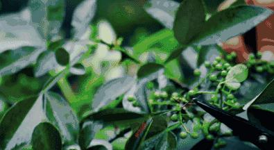 床上有螨虫身上痒用什么药来洗,身上痒可能床上有螨虫怎么解决啊