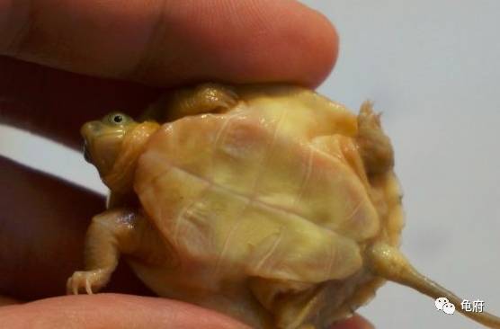 鉴赏花草模板,小青苗照片