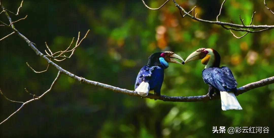 中国云南哪里好看,云南的云彩为什么好看