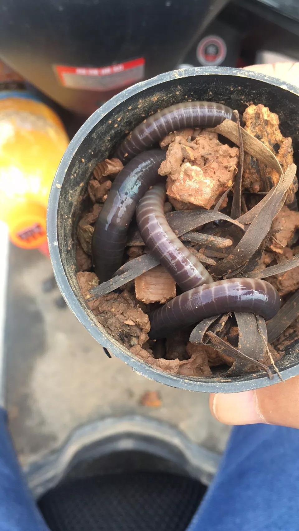 副竿钓鱼用什么饵最好,野钓用饵口诀记住必爆护