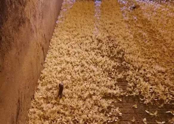 河南邓州突现大量飞蛾！密密麻麻，如雪片乱飞，是天气要突变了吗