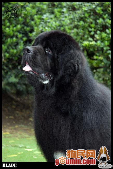 鐙楃嫍澶у叏鍙埍,鍙埍鐨勫皬鐙楃嫍閫佺粰鐖辩嫍浜哄＋