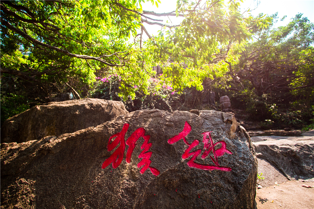 海南必玩猴岛与呆呆丨看萌呆猕猴,呆呆岛发呆