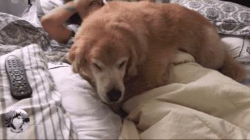 金毛不让女主人上班，还想了个“馊主意”，因为它太老了吧