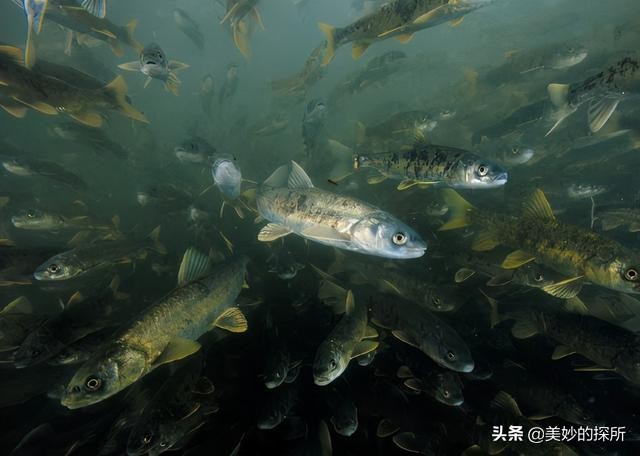 西藏一湖藏八亿斤鱼,西藏有8亿公斤的鱼